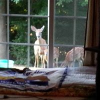 Sharon Wolf Photo 29