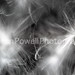 Sharon Powell Photo 20
