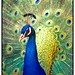 Don Peacock Photo 9
