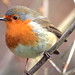 Brittany Robins Photo 1