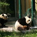 Yang Fu Photo 10