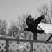 Grace Crow Photo 10