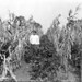 Charles Corn Photo 8