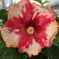 Nancy Mckinley Photo 24