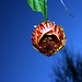 Flor Garcia Photo 8