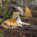 Richard Parker Photo 4