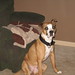 Lisa Dion Photo 32