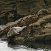 Mary Seal Photo 17