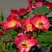 Rose Conrad Photo 12