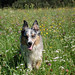 Ginny Shepherd Photo 6