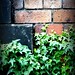 Ivy Stokes Photo 13