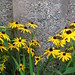 Susan Weston Photo 24