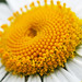 Daisy Heard Photo 2