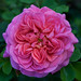 Christopher Rose Photo 31