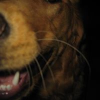 Joe Beard Photo 15