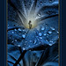 Flora Bloom Photo 12
