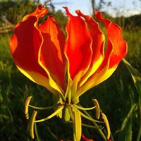 Elizabeth Howe Photo 34
