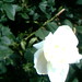 Rose Mcmahan Photo 14