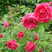 Ruby Hardy Photo 14