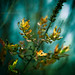 David Brisson Photo 38