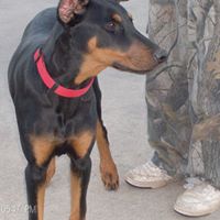 Cheryl Rogers Photo 41