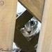 Carole Webster Photo 23