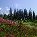 Heather Fields Photo 15