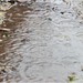 April Ripple Photo 8