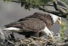 Harold Larson Photo 21