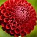 Cheryl Rosten Photo 4