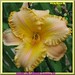 Dianne Lee Photo 39