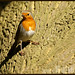 Robin Hubert Photo 29