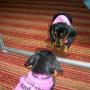 Dianne Franks Photo 19