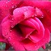 Sharon Thies Photo 10