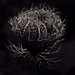 Anne Barone Photo 12
