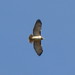 Jesse Hawk Photo 11