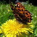 Gene Sommers Photo 7