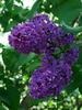 Susan Swain Photo 44
