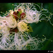 Flor Martinez Photo 10