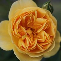 Sherry Kuo Photo 14