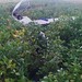 Diana Field Photo 19