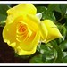 Debbie Rose Photo 10