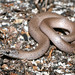 Virginia Messenger Photo 9