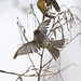 Robin Wise Photo 25
