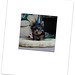 Randy Frame Photo 18