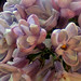 Deborah Morel Photo 16
