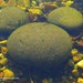 Mickey Stone Photo 18