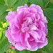 Therese Rose Photo 11