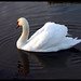 Suzanne Swan Photo 22