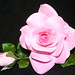 Nicholas Rose Photo 13